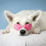 Pet Insurance