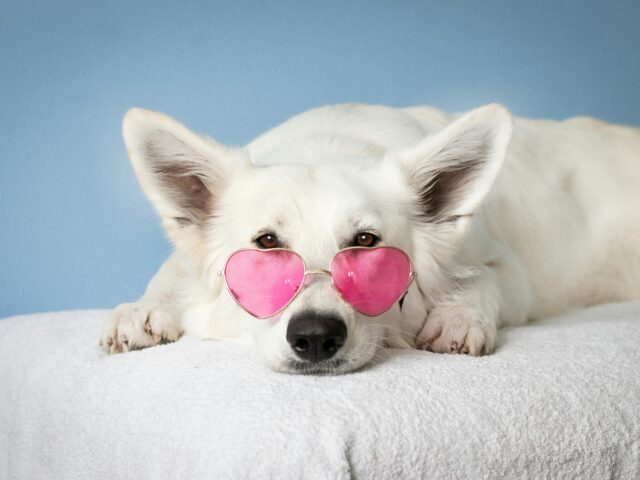 CaliforniaChoice Members Now Have Access to Pet Insurance